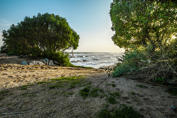 Paisaje arboles en la playa