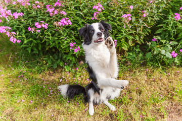 Outdoor portrait of cute smilling puppy border collie sitting on grass flower background. New lovely member of family little dog jumping and waiting for reward. Pet care and funny animals life concept