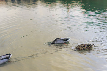 Patos nadando en un estanque