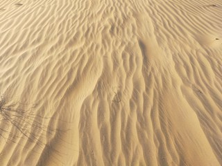 Sandy dunes scene in rajasthan