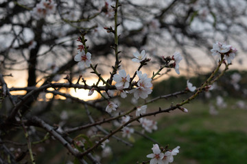 Flores blancas con fondo de atardecer