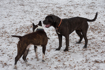 Cute italian mastiff puppy and amstaff puppy are playing in the winter park. Pet animals.