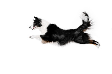 border collie dog a magnificent jump on a white background dog tricks - obrazy, fototapety, plakaty