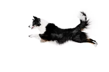 Rolgordijnen border collie dog a magnificent jump on a white background dog tricks © Kate
