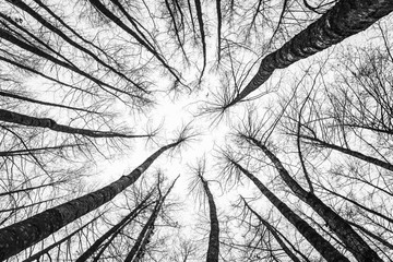 Tree tops looking up. Forest abstract scenery. Leafless trees