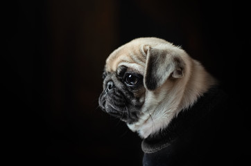 Pug puppy cute baby beautiful portrait on a black background