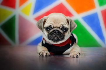 pug puppy cute kid bright photo beautiful portrait