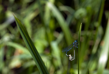 dragonfly in love valentine heart