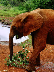 Waisenhaus für Elefantenbabies Baby Elefant in Nairobi Afrika fressen und spielen