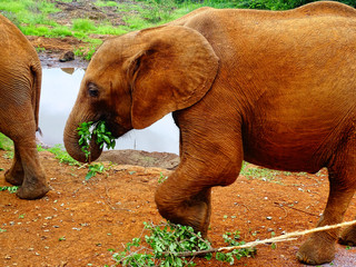 Waisenhaus für Elefantenbabies Baby Elefant in Nairobi Afrika fressen und spielen
