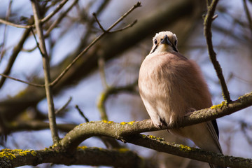 Close-up photo of ruffled bird Garrulus Glandarius Jay, Caucasian Eurasian Jay, sitting on the branch of a tree in park in springtime.