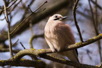jay, bird, ornithology, garrulus, glandarius, autumn, background, beak, beauty, birdwatching, blue, alone, wilderness, branch, brown, closeup, color, colorful, common, cute, daytime, environment, euro