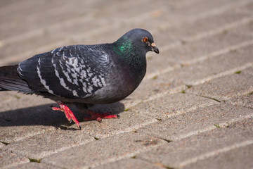 Photo of a pigeon Columba Livia, walking down the sidewalk at the sunny day. Pigeon tries to find something edible. Urban birds and animals.
