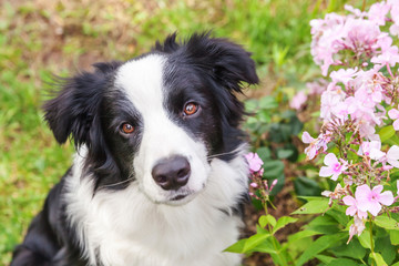 Outdoor portrait of cute smilling puppy border collie sitting on grass flower background. New lovely member of family little dog gazing and waiting for reward. Pet care and funny animals life concept.
