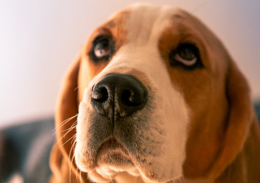 Perro pensativo