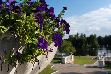 flowers with the lake on the background 