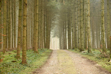 chemin au milieu du bois 