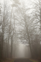 ambiance brumeuse dans les bois