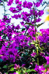 Portrait of beautiful purple bougainvillea flowers with green leaf and blue sky in background with sunlight, front focus and blurred background, vertical image