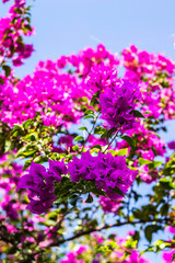 Portrait on pink bougainvillea flowers and its green foliage, blue sky in the background in sunlight, front focus and vertical image