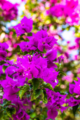 Fototapeta na wymiar Extreme close up on pink and purple bougainvillea flowers and its green foliage with sunlight, front focus and blurred background, vertical image