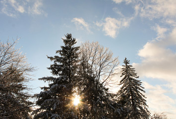 Sun setting behind ice-covered trees