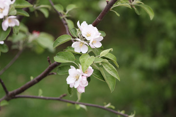 Apple Blossoms
