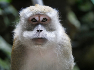 Macaque closeup / portrait in Malaysia in the jungle