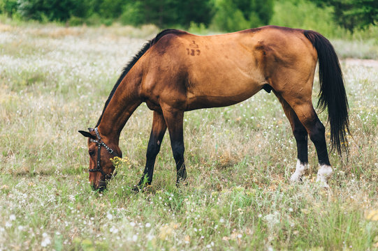 A beautiful brown horse grazes and eats grass in the field. Lonely stallion, animal in nature. Photography, concept.