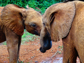 Waisenhaus für Elefantenbabies Baby Elefant in Nairobi Afrika fressen und spielen