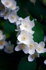 Philidelphus coronarius (common Seringa, Jasmine of poets). Delicate white flowers against dark green leaves