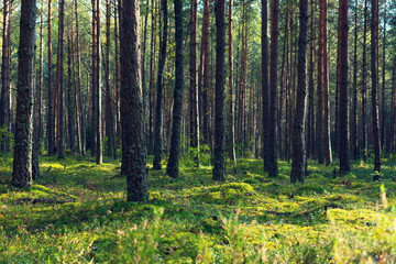 Green summer forest in the morning