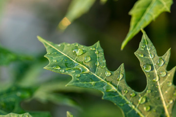 Green leaf with dew drops for background. Morning dew on a leaf. leafs and raindrops. 