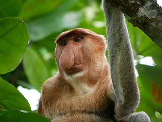 Closeup of a proboscis Monkey sitting in a tree between leaves in Bako national park in Malaysia