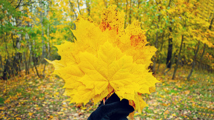 Person holds a bouquet of yellow maple leaves, close up