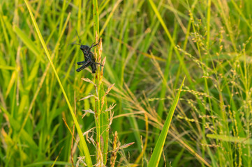 Saltamontes Negro