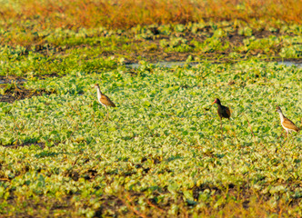 Gallareta y otras aves en laguna llena de camalotes