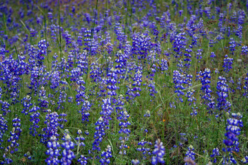 Obraz premium Alpine Lupine (CA 00122)