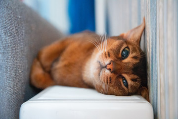 Playful cat lying upside down
