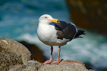 Seagull (CA 00276)