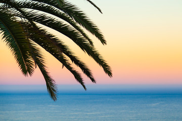 palm tree on beach at sunrise