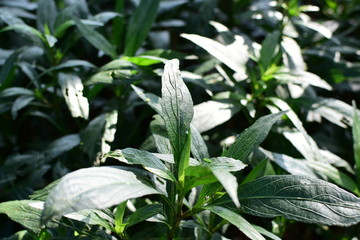  texture of small green leaves