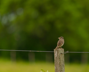 Pájaro Gris posado en poste de alambrado