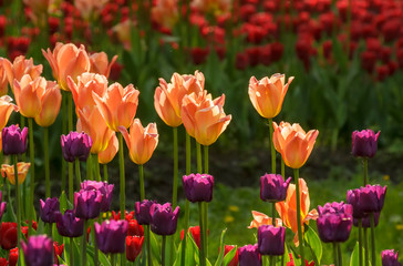 Tulip festival in St. Petersburg on Elagin island.