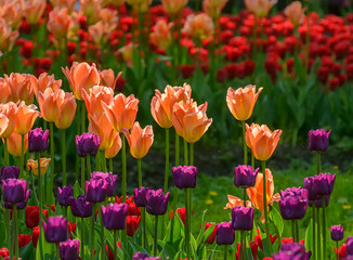 Tulip festival in St. Petersburg on Elagin island.