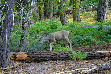 Deer Grazing in Sequoia National Park (CA 00738)