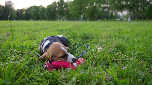 Cute puppy lie on grass, chew pink rag toy, slow motion shot. Little young beagle rest on ground after playing, chomp lovely toy. Green field, blurred trees on background