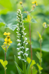 White Bog Orchid in Fern Harbor, Glacier Bay National Park
