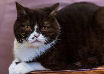 portrait of funny british shothair bicolor cat 