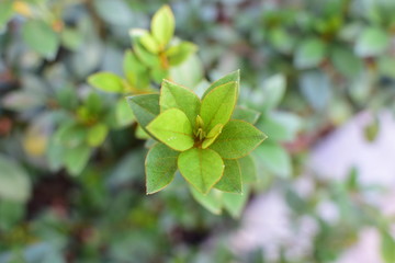 Fototapeta na wymiar texture of small green leaves